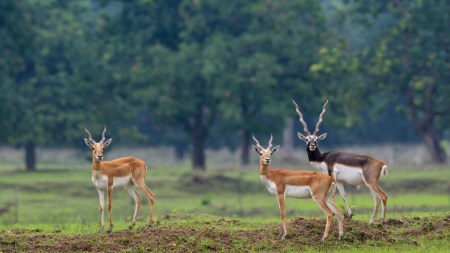 Chhattisgarh sanctuary that lost all blackbucks 5 decades ago prepares to welcome 50 new arrivals