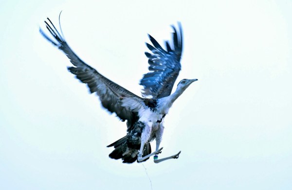 One of the two GIBs released into the wild on Sunday.