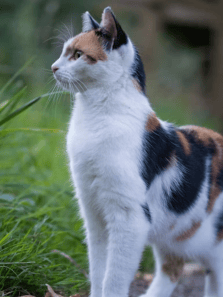 Lesser-known wild cat species you may not have heard of