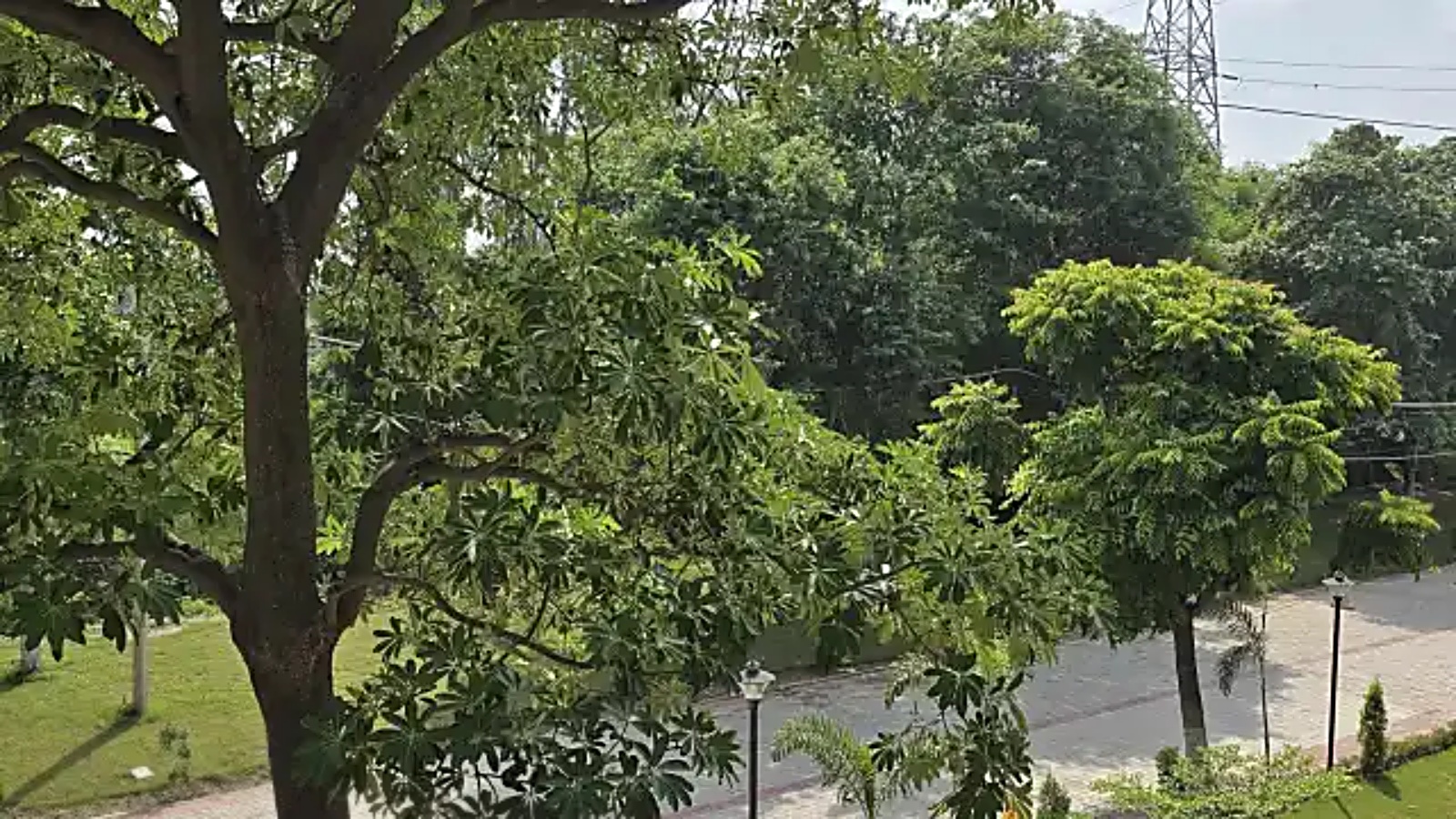 Green on the outside, hollow within: How Chandigarh’s green trees are ...