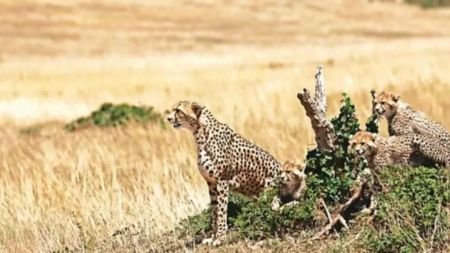 The incident occurred in the Morena Territorial Forest Division, outside Kuno National Park, highlighting the challenges of monitoring cheetahs as they range beyond the protected area.