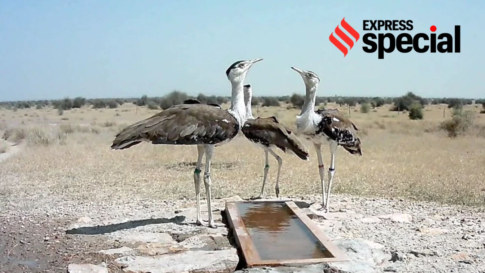 Project Great Indian Bustard shrugs off one lost bird, next batch to be released soon