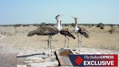 In a milestone for the conservation of the critically endangered GIB, Union Environment Minister Bhupender Yadav released two six-month-old male GIBs into the wild at Sam in Jaisalmer on October 4. (Express)