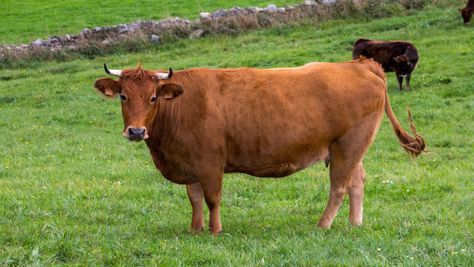 Why cows struggle to walk down stairs, explained by a vet