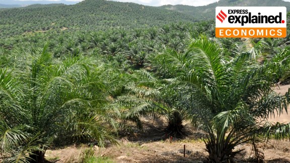 A large expanse of monoculture oil palm plantation in Sabah, Malaysian Borneo.