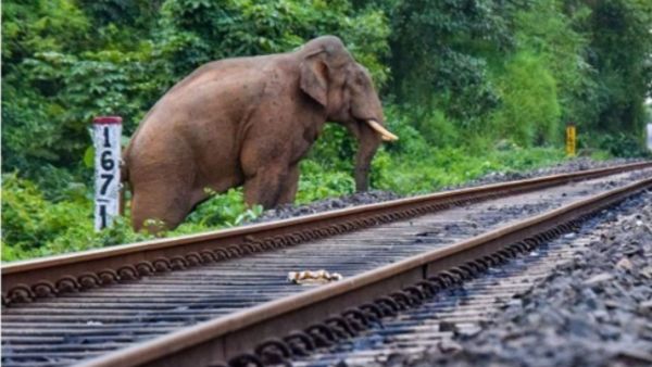 Elephants near railway tracks in the Northeast, where Railways are using technology and other measures to reduce collision risks.