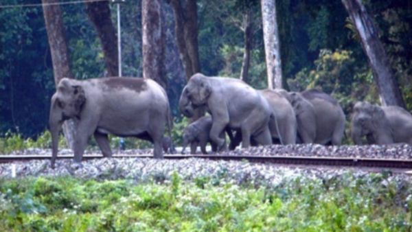 AI alerts, speed restrictions and ‘Plan Bee’ are being used to keep elephants away from railway tracks