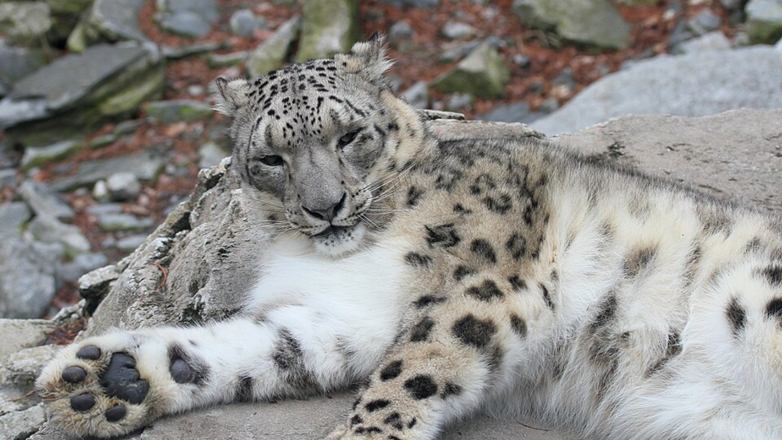 Elebards International Snow Leopard Day 2026: Facts qbout the elusive big cat ...