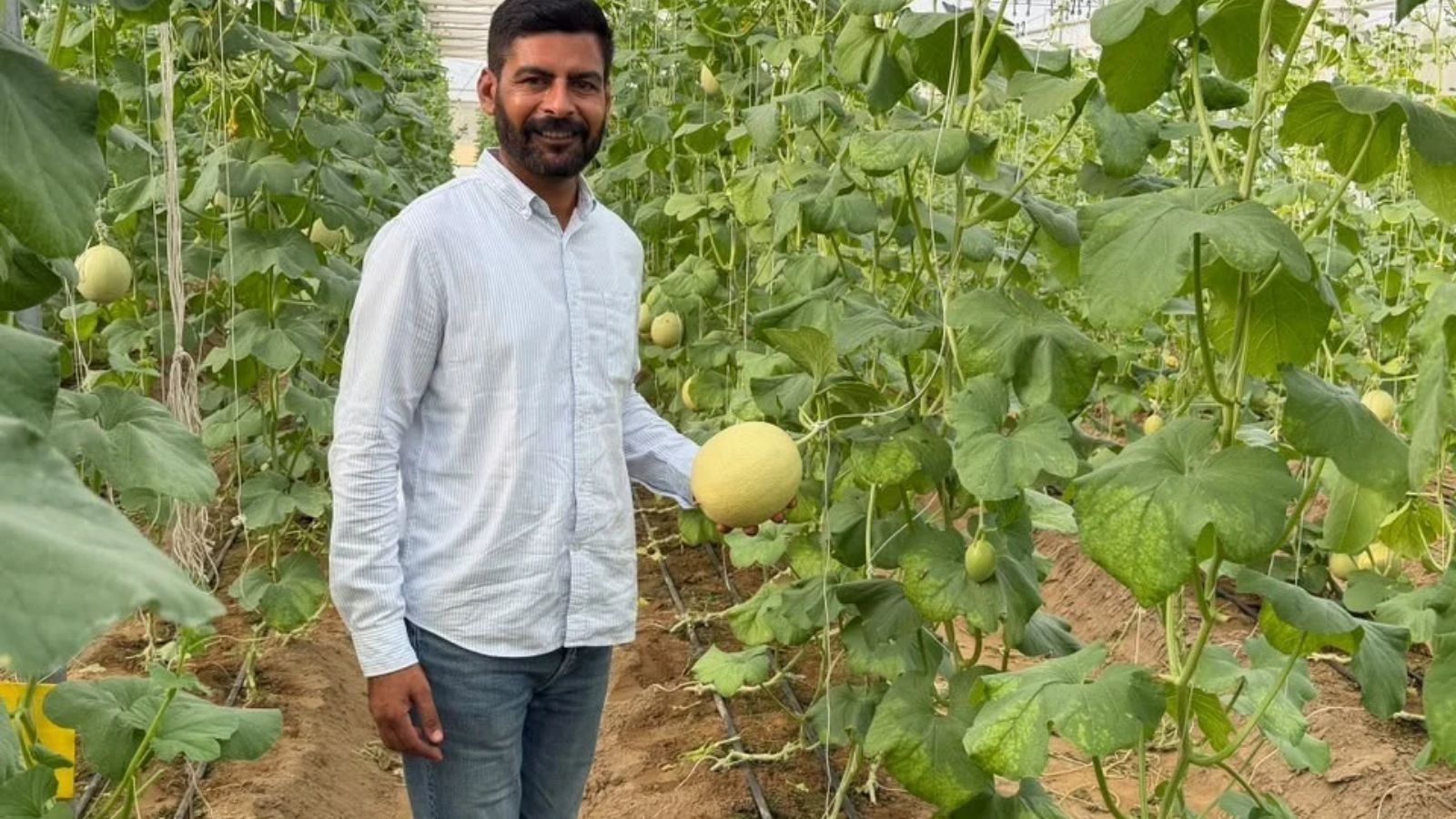 Farmers’ Column: BBA grad turns 2 failed wheat sowings into Rs 1 crore from vegetables – national Farmers’ Column: BBA grad turns 2 failed wheat sowings into Rs 1 crore from vegetables – national
