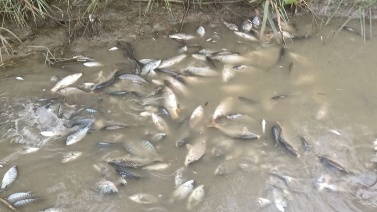 'Unusual, threat to biodiversity': Thousands of dead fish found along Yamuna banks