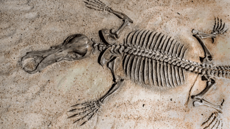 fossils