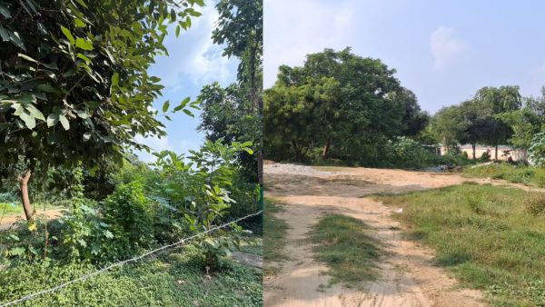 Plantation at Rail gaon colony Subdarganj, Prayagraj