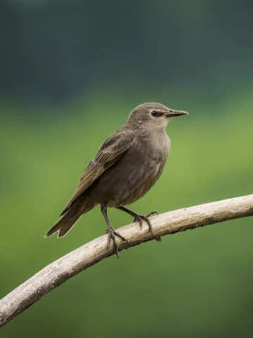 birds