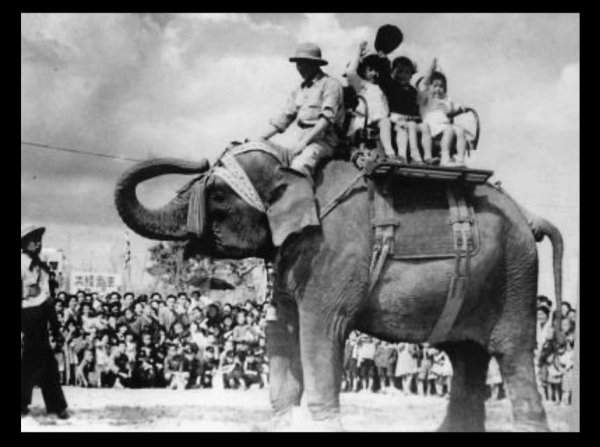 The Indian elephant Indira which lived in Tokyo's Ueno Zoo from 1949 to 1983. (X/@IndianEmbTokyo)