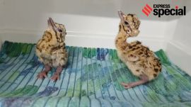 Newly hatched GIB chicks at the National Bustard Conservation Breeding Centre in Jaisalmer. (Project GIB annual report 2024-25)