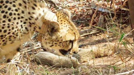 Born to Namibian mother in February, cheetah cub found dead at Kuno National Park