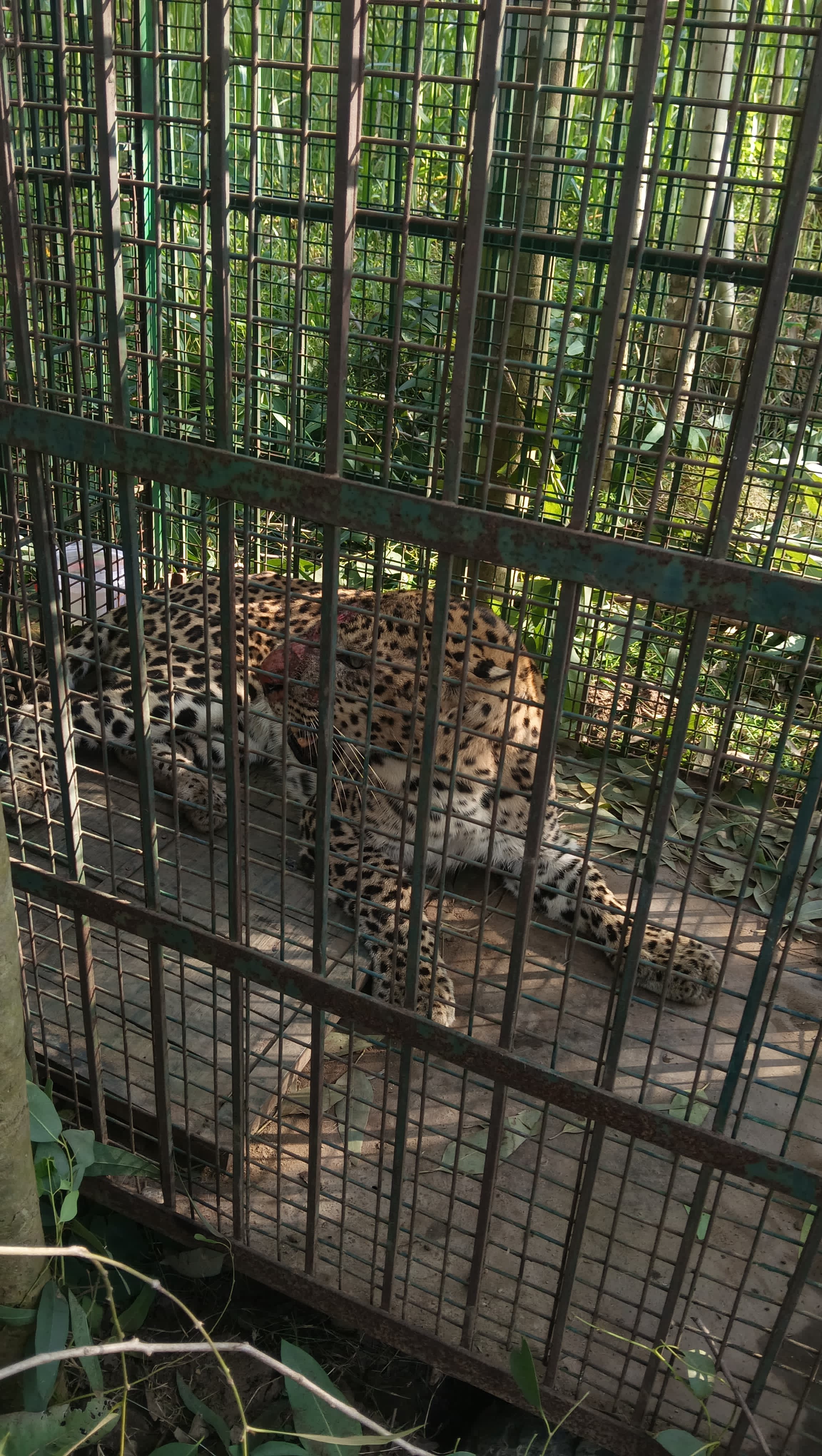 Bijnor rising leopard numbers, Leopard attacks, Bijnor leopard numbers, Bijnor district leopards, Uttar Pradesh rising leopard numbers, Beeruwala village, Bijnor Leopard attacks, Lucknow news, Uttar pradesh news, Indian express, Current affairs