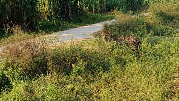 Bijnor rising leopard numbers, Leopard attacks, Bijnor leopard numbers, Bijnor district leopards, Uttar Pradesh rising leopard numbers, Beeruwala village, Bijnor Leopard attacks, Lucknow news, Uttar pradesh news, Indian express, Current affairs