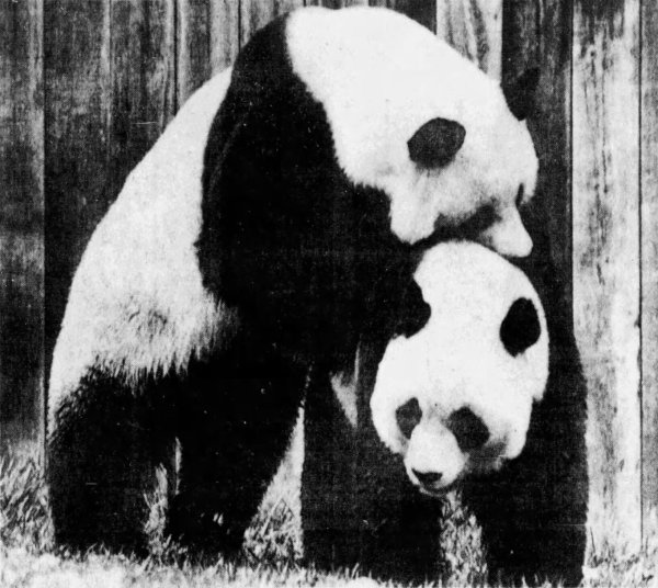 Ling-Ling and Hsing-Hsing. (Wikimedia Commons)