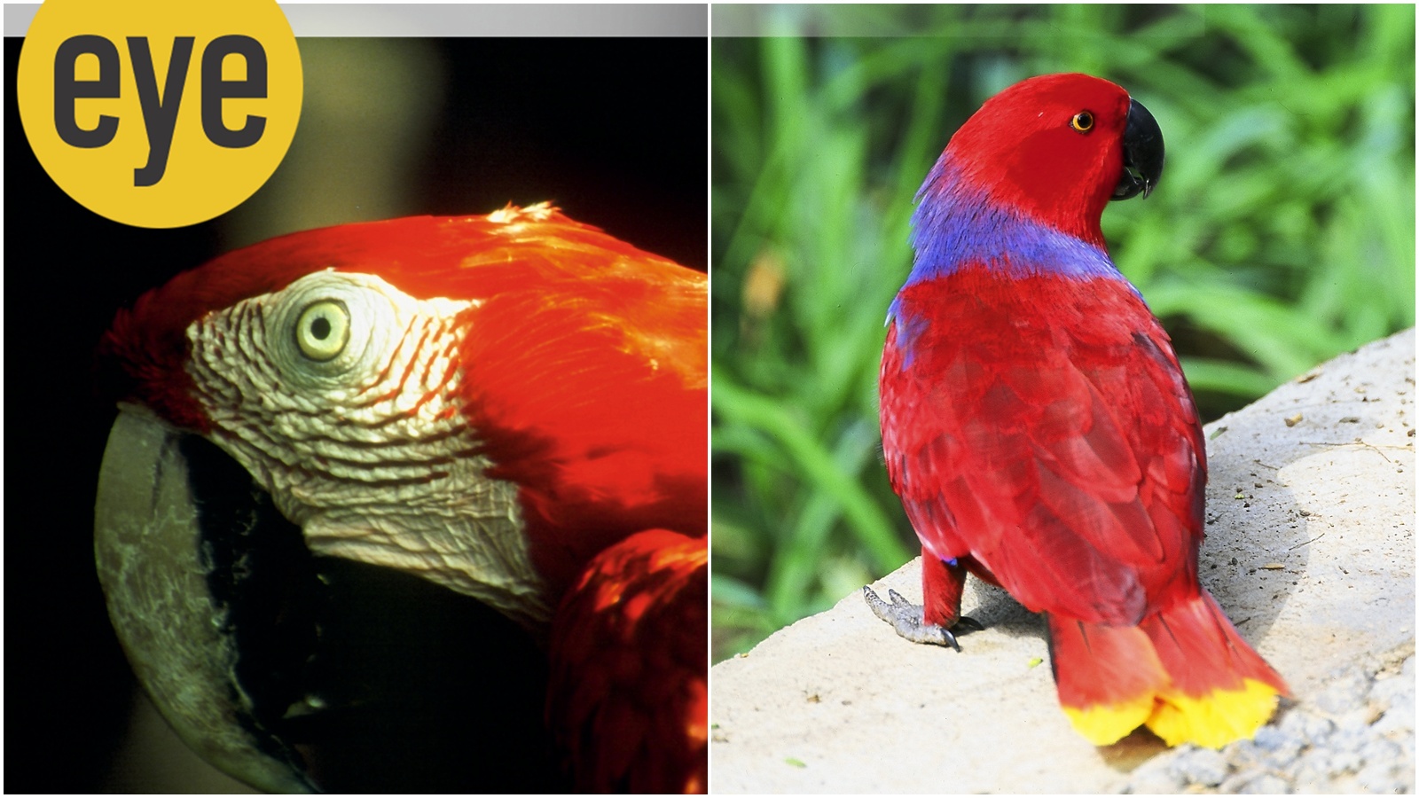 Are private zoos an option when illegal animal smuggling is rampant