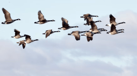 birds