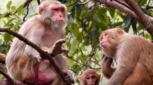 The Himachal Pradesh Zoo & Conservation Breeding Society annual report says 1.88 lakh monkeys were sterilised between 2007 and 2025. (File Photo)