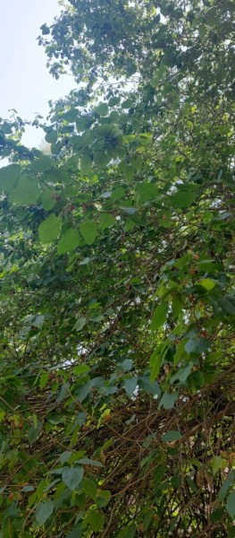 mulberry