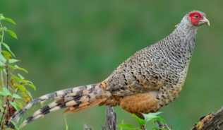 pheasant