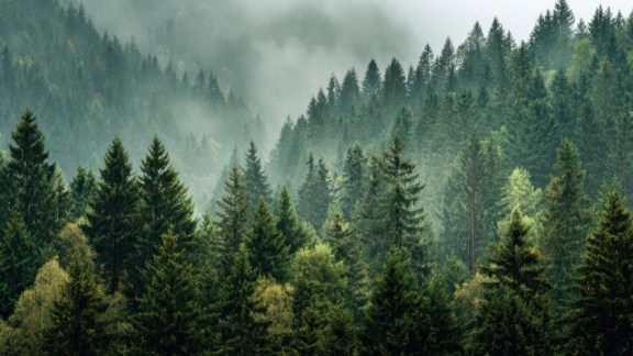 pine trees