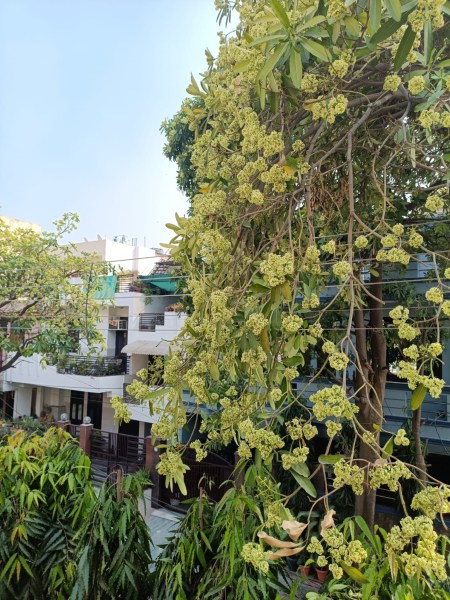 saptaparni