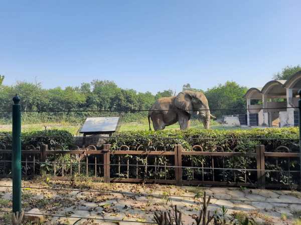 Shankar, the lone African elephant at the Delhi Zoo.