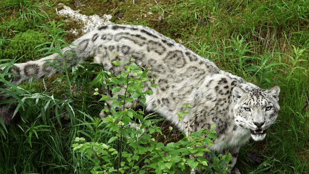 International Snow Leopard Day 2026: Facts qbout the elusive big cat ...
