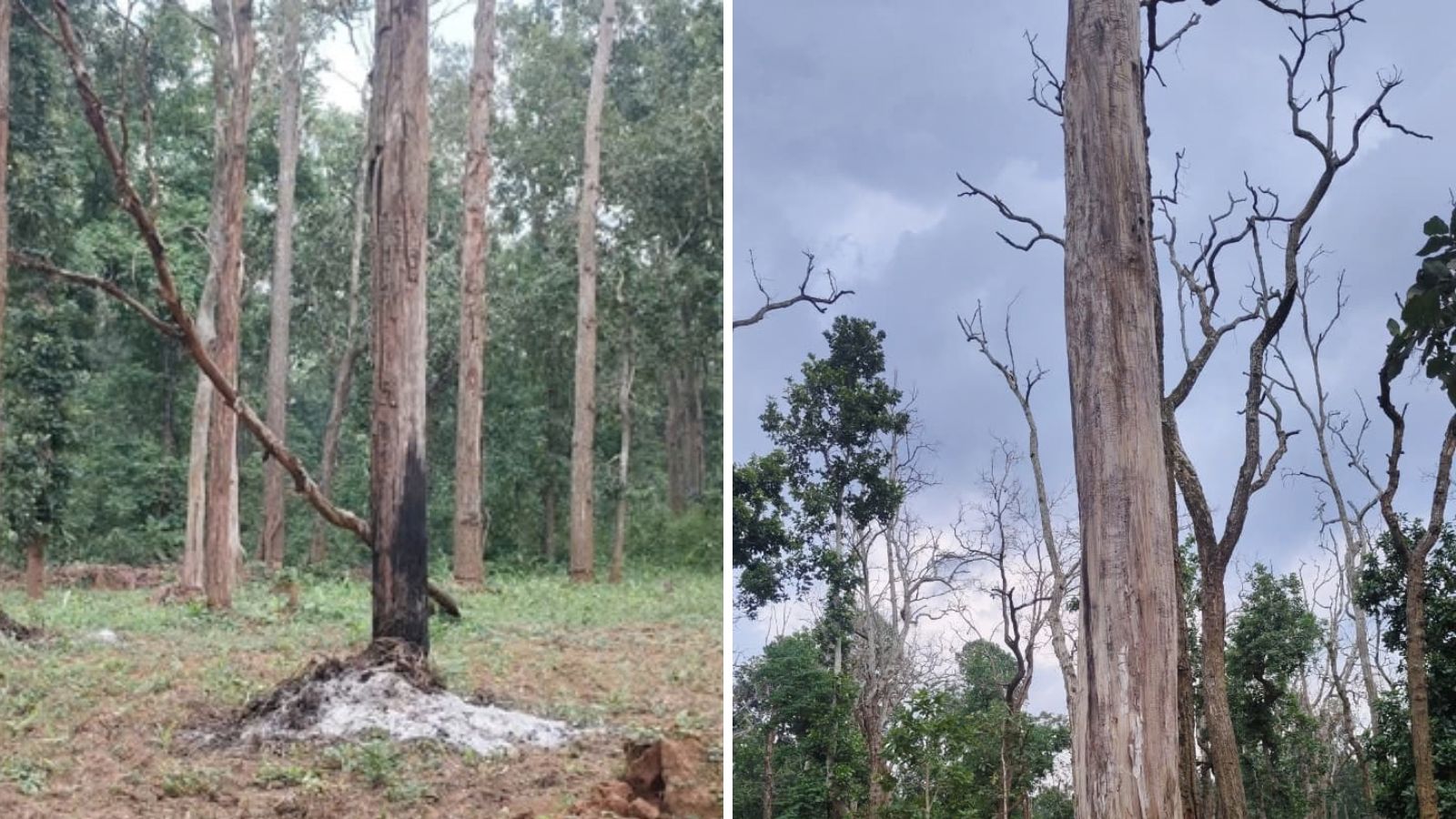 Chhattisgarh tiger reserve finds 2,500 trees girdled. Satellite images show scale