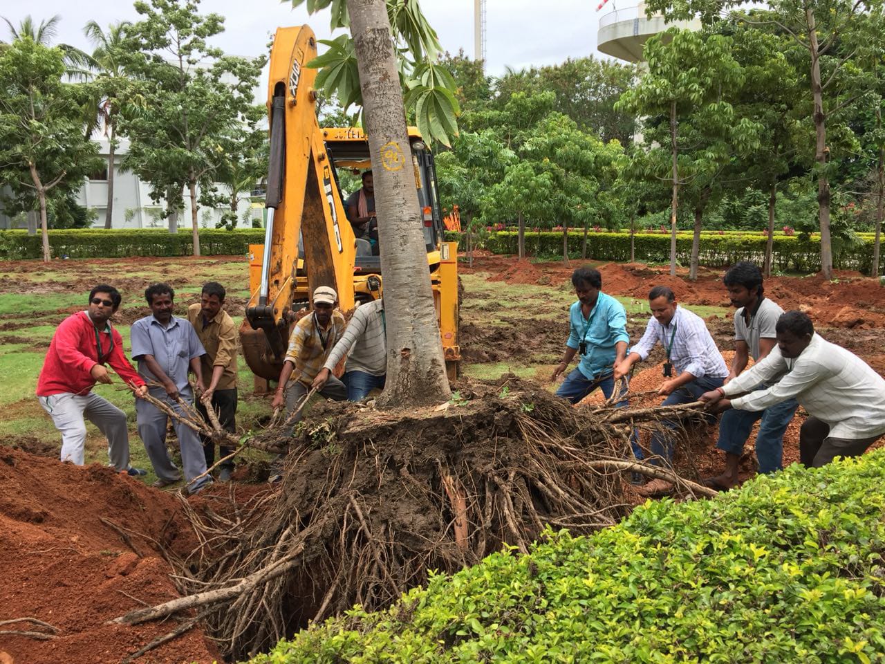 Translocation in process (Credits: Uday Krishna)
