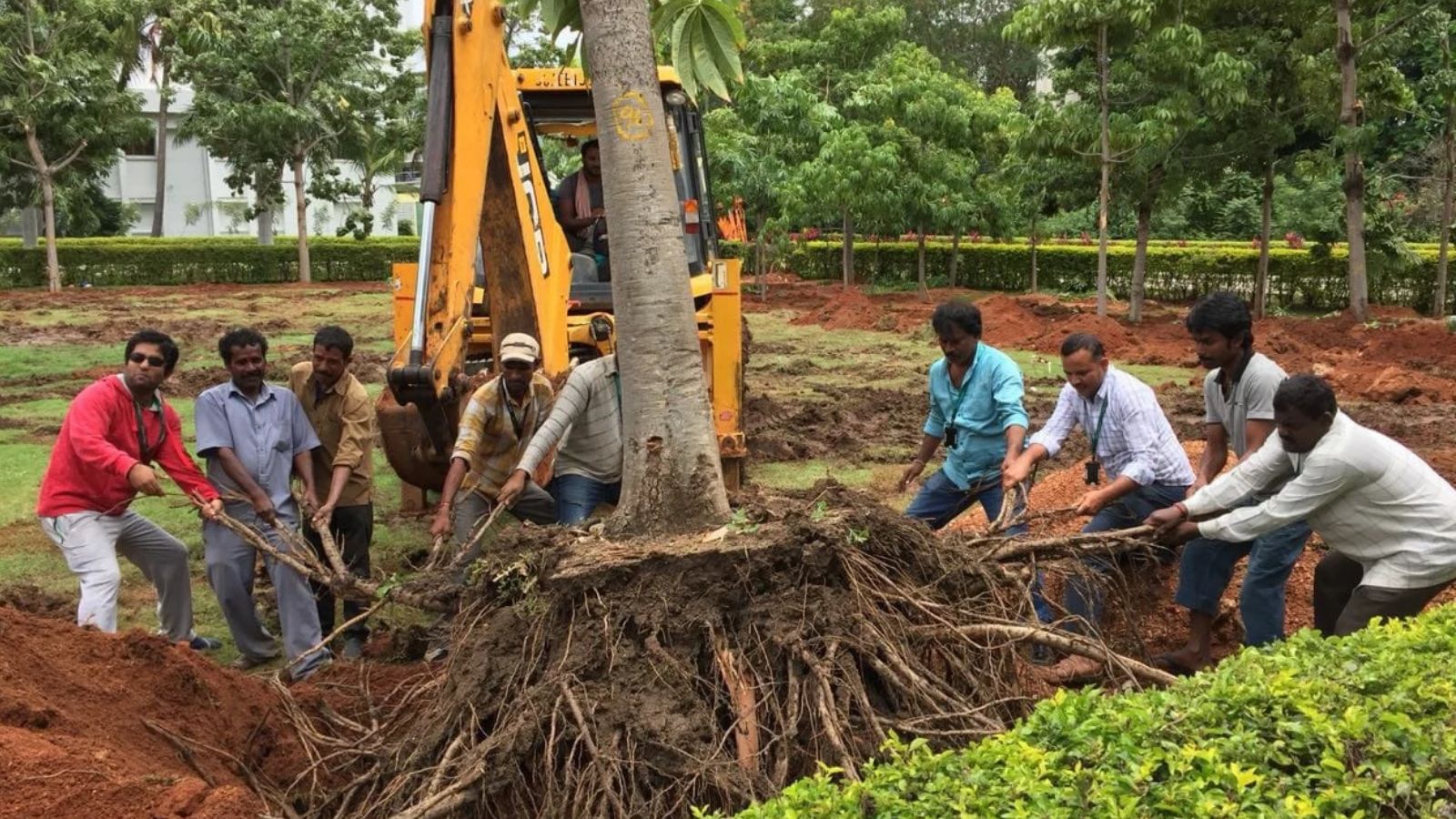 Beyond Saplings: Why tree translocation is gaining ground in India