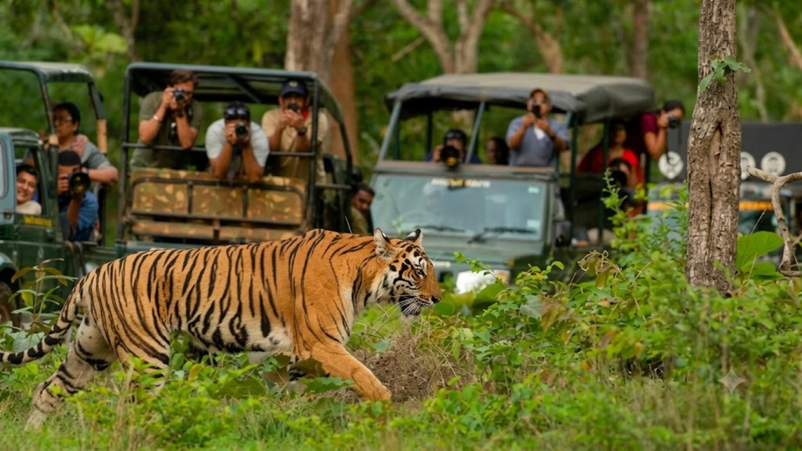 Why Indian safaris are so focused on tigers, and how Africa does it differently