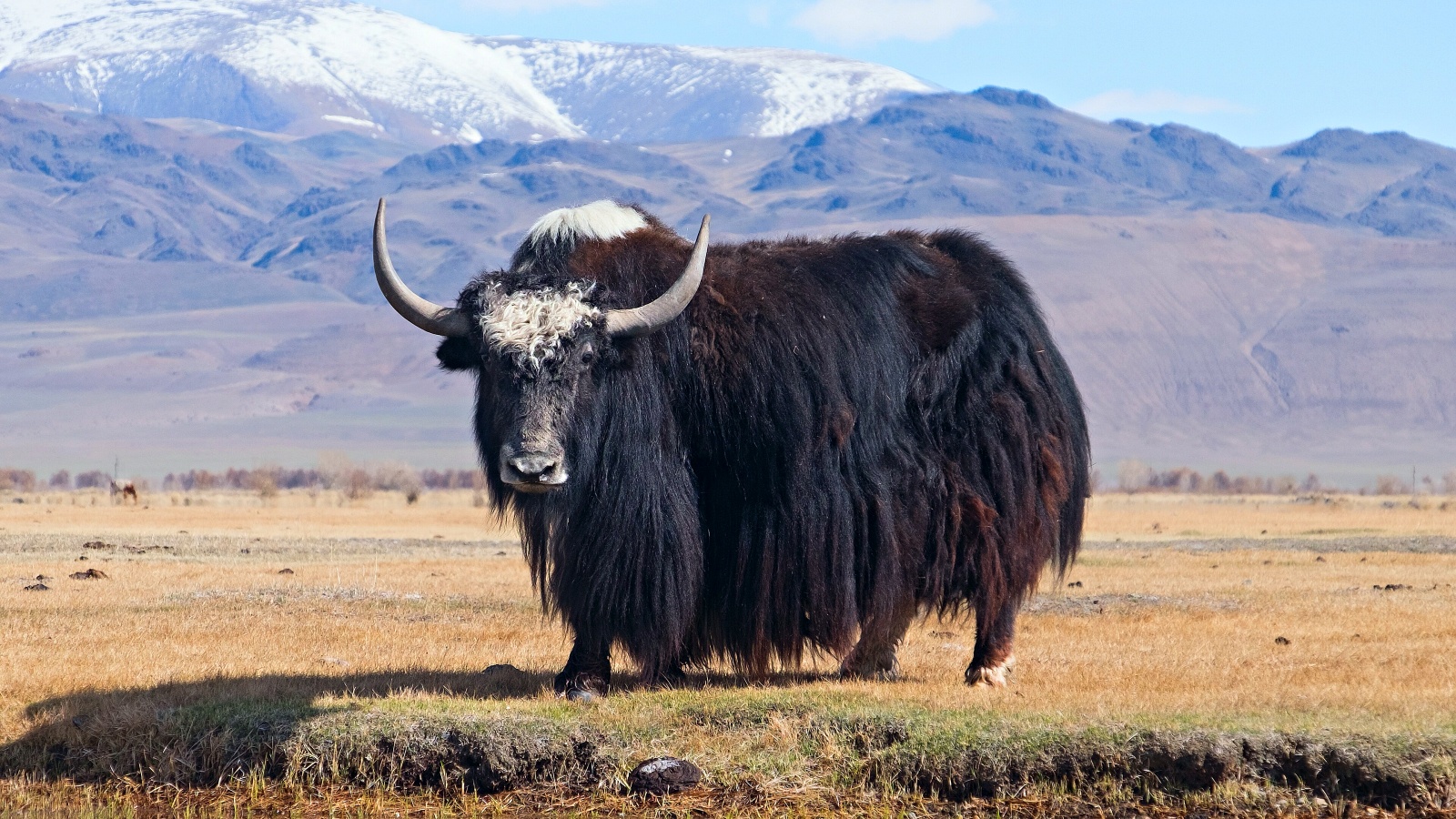 Ancient DNA reveals 'Yak X', a lost Ice Age cousin of modern yaks
